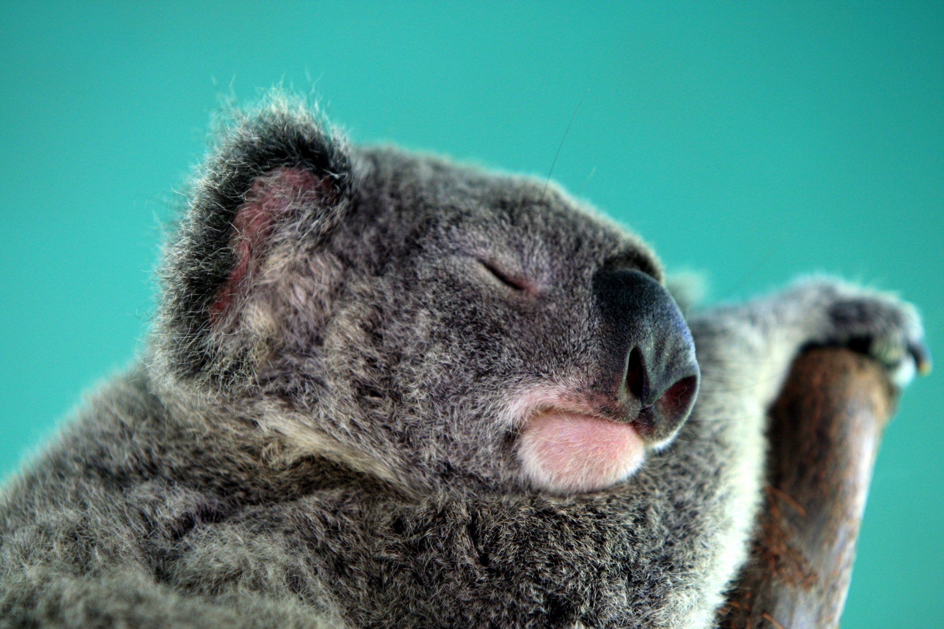 koala marsupial australia herbivore sleeping