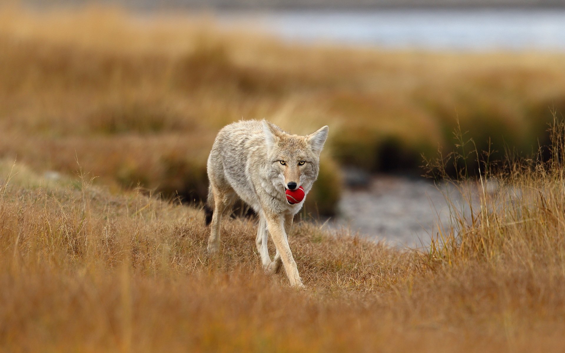 lobo bola naturaleza