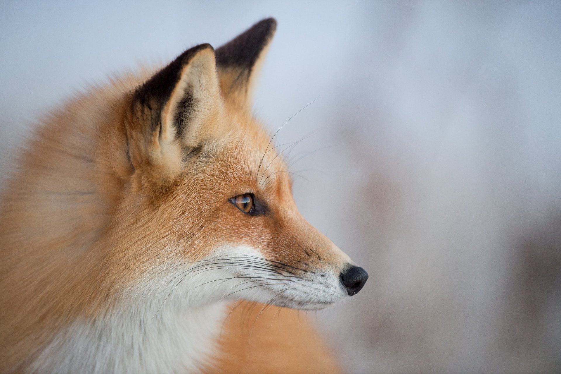 fuchs natur hintergrund