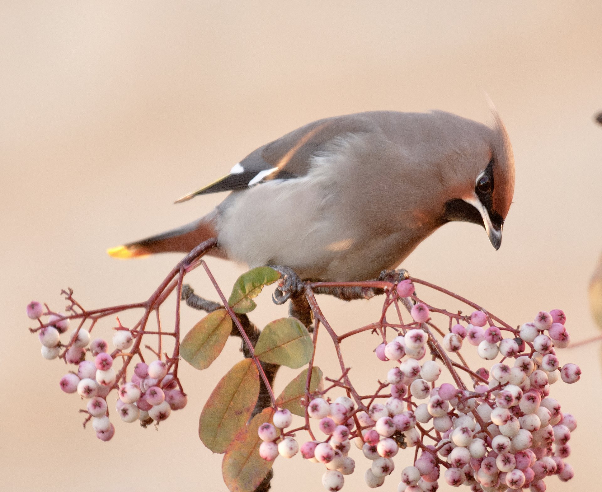 ramo bacche foglie uccello waxwing