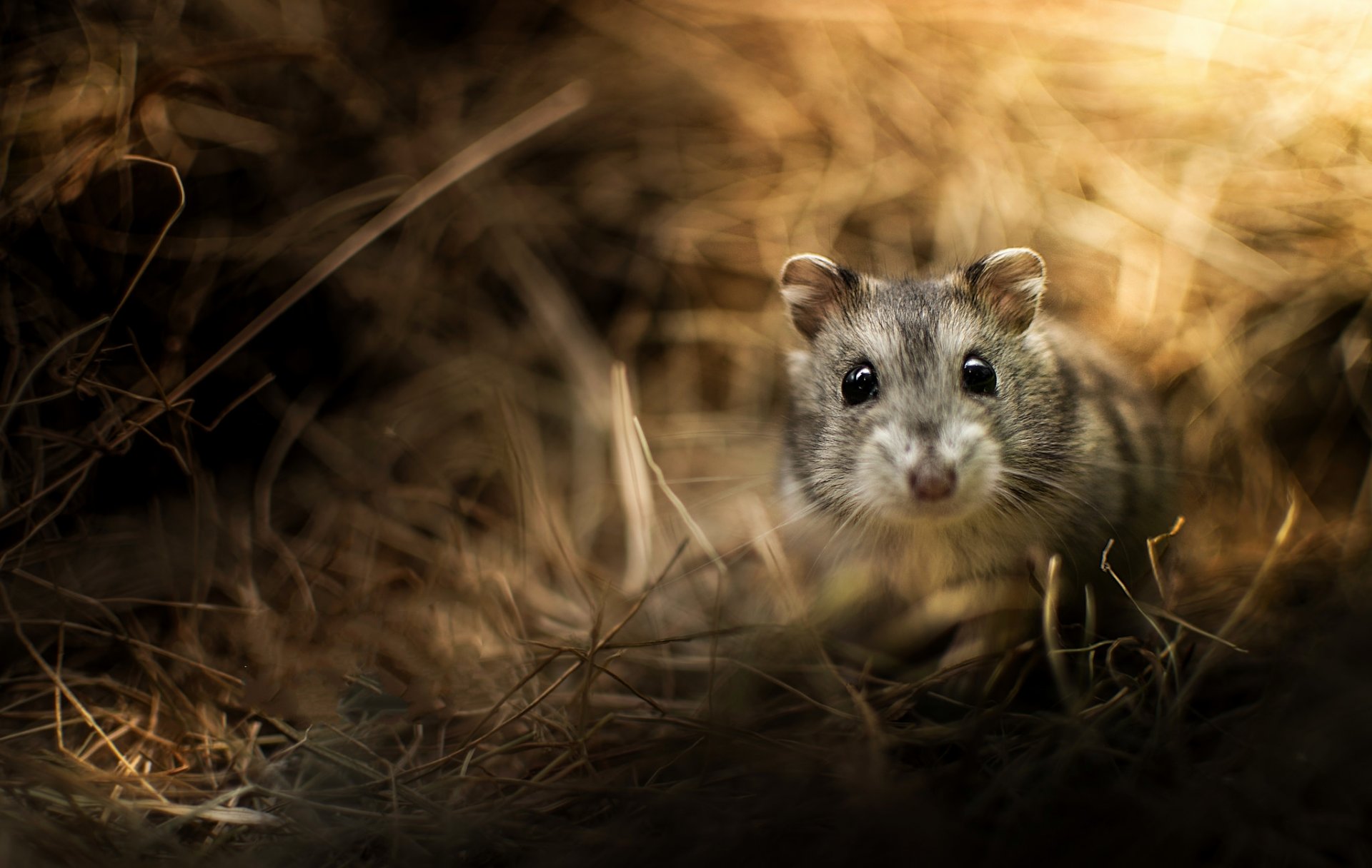 grass blur reflections rodent djungarian hamster snout view