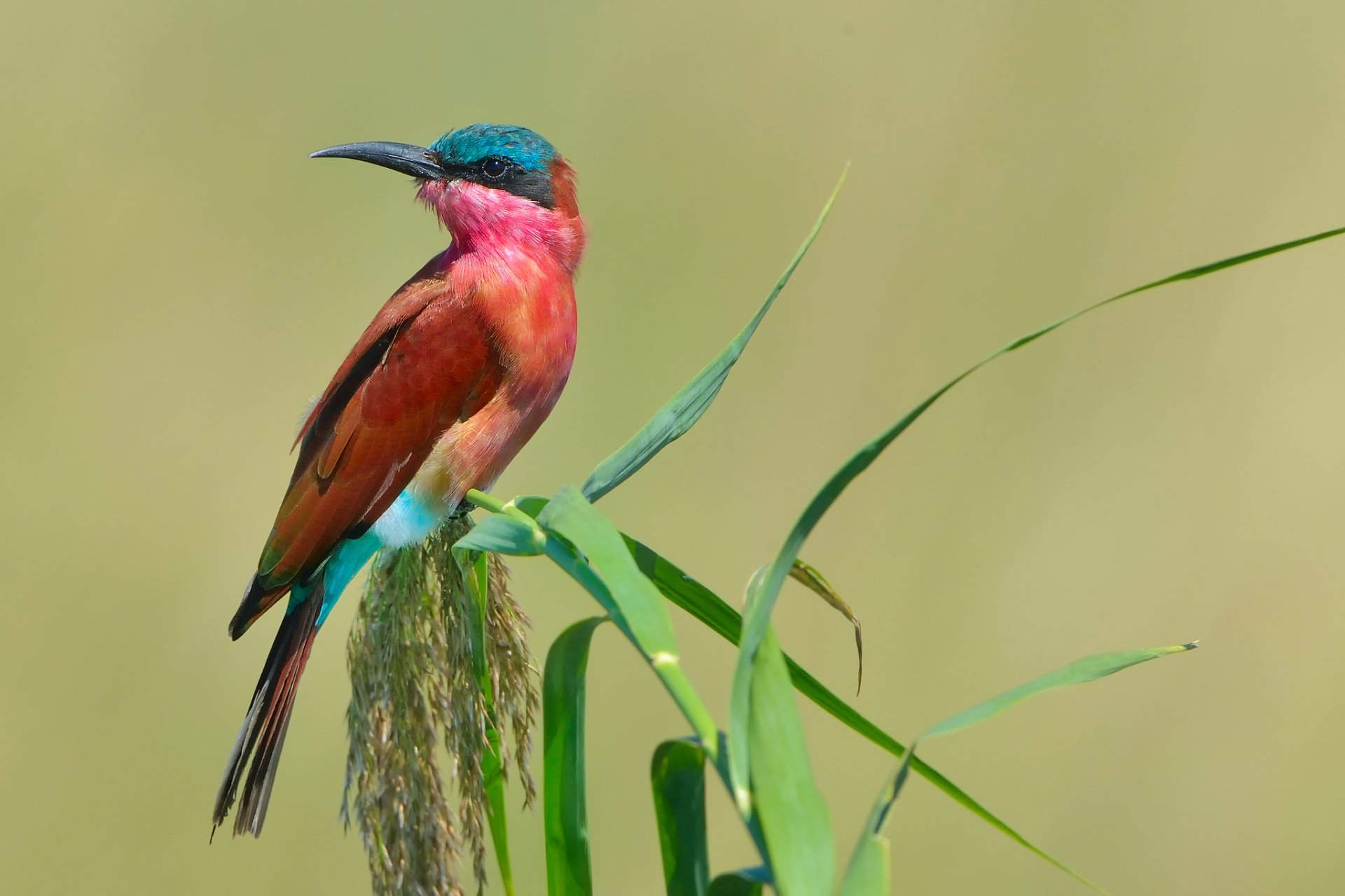 uccello gruccione gruccione carminio meridionale api mangiatrice di uomini merops nubicoides precedentemente carminio gruccione