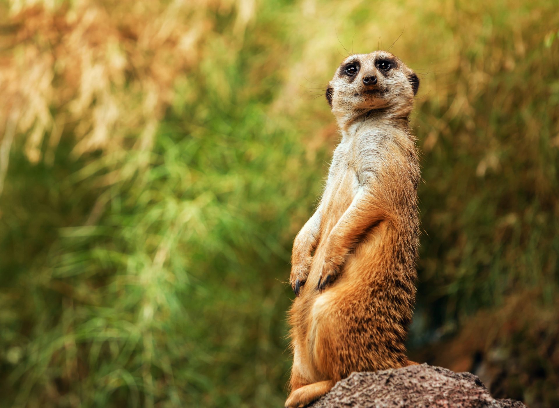 suricate pose vue fond bokeh