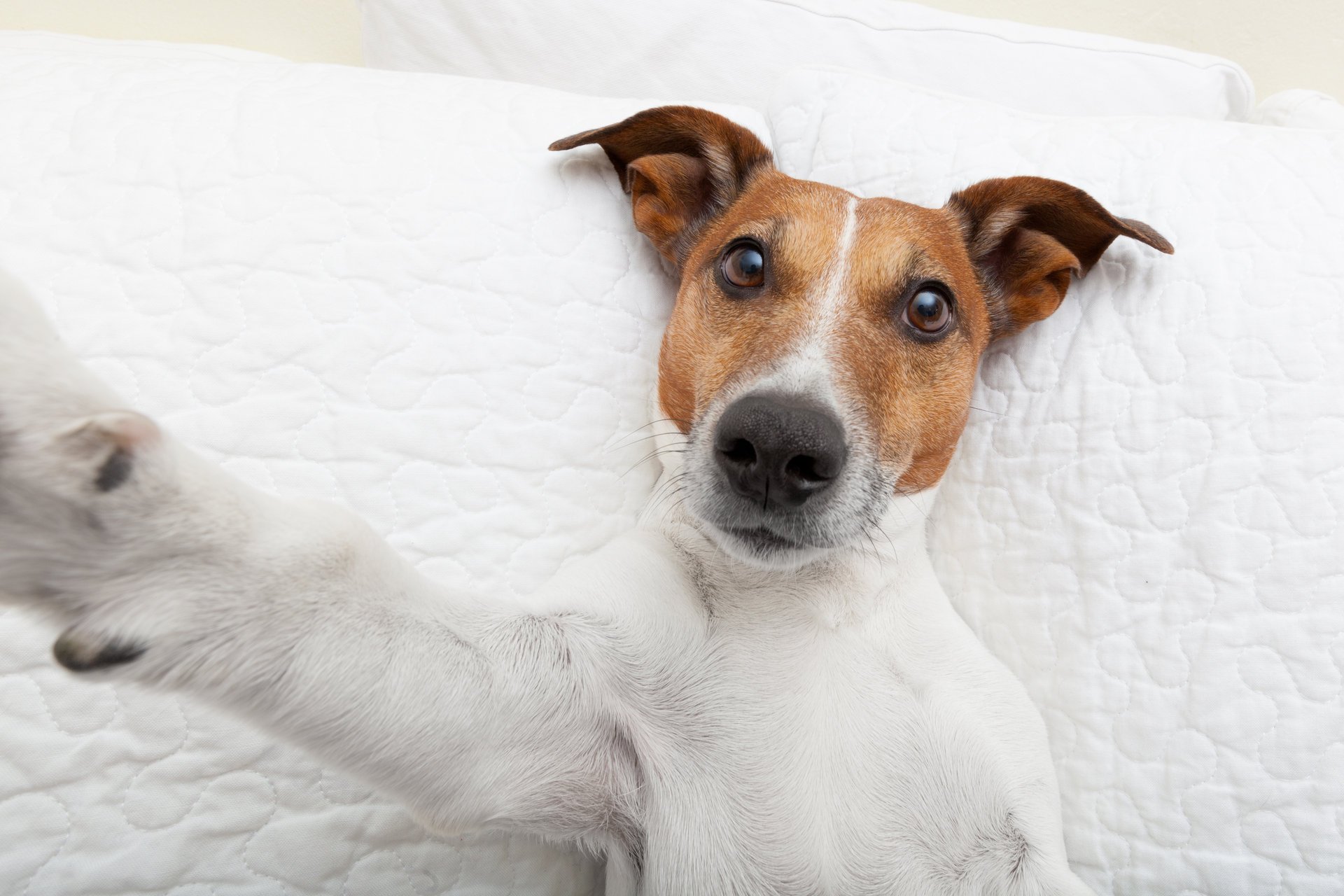 selfie zampa sguardo cane animali