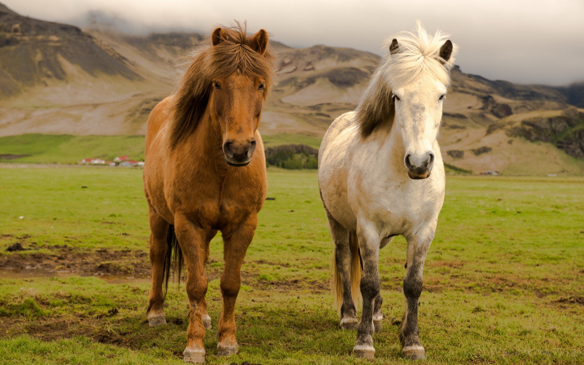 iceland farm horse