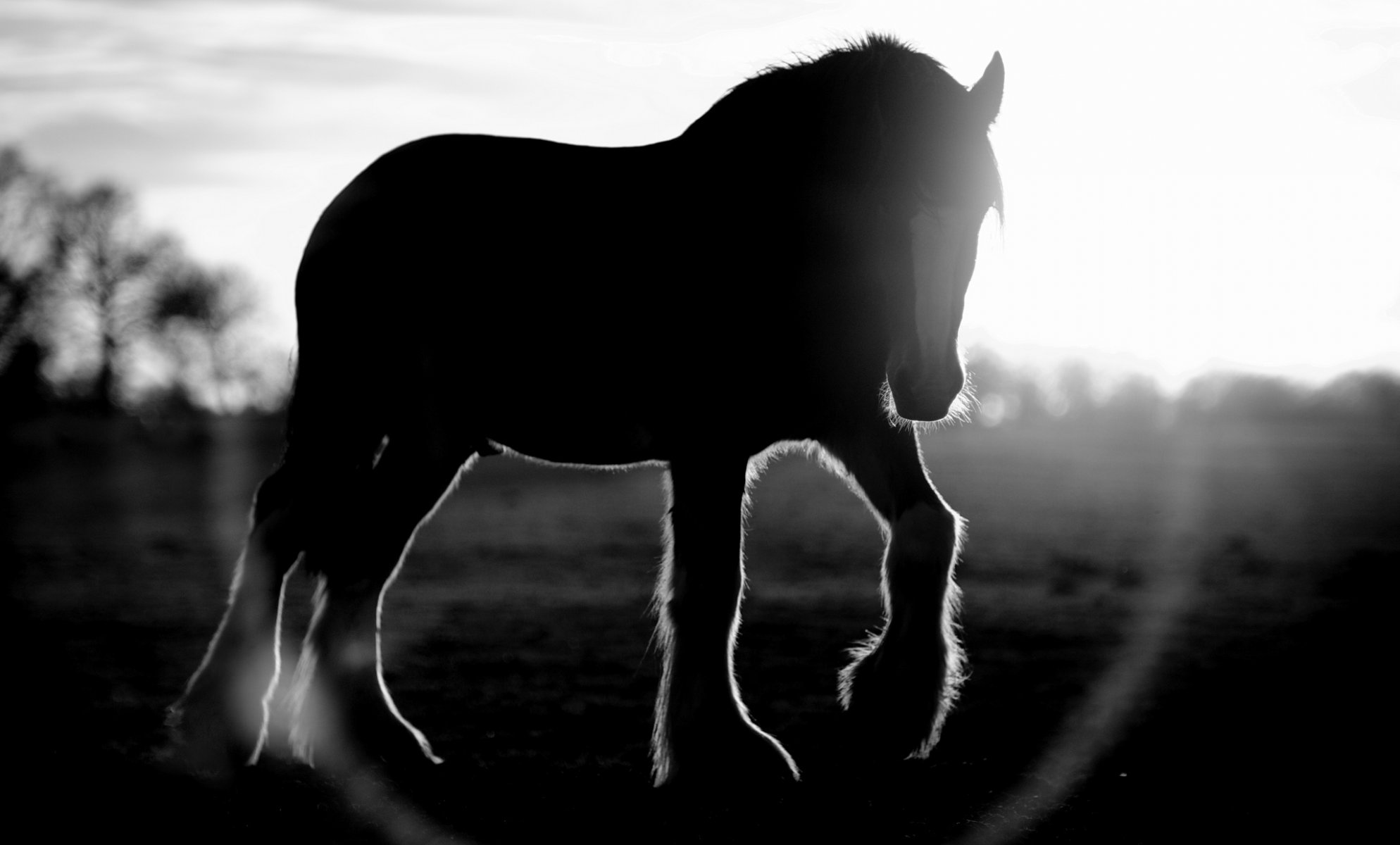 petit cheval éblouissement lentille soleil