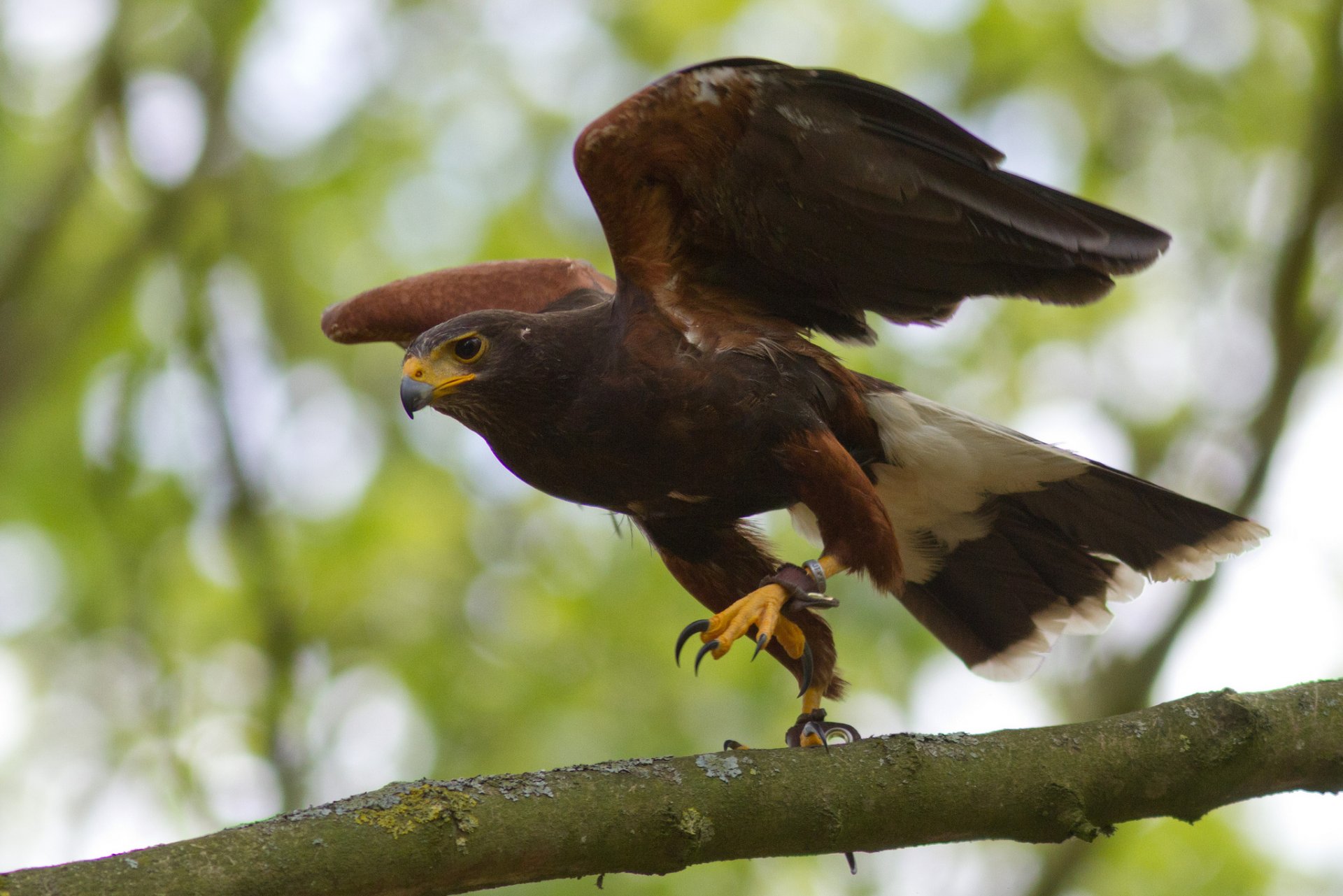 zweig vogel wüstenbussard abheben