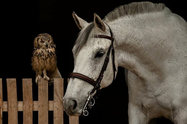 Hibou sur la clôture regarde un cheval attaché