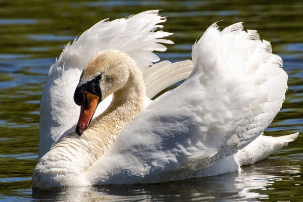 Schöner Vogel Schwan mit weißen Flügeln