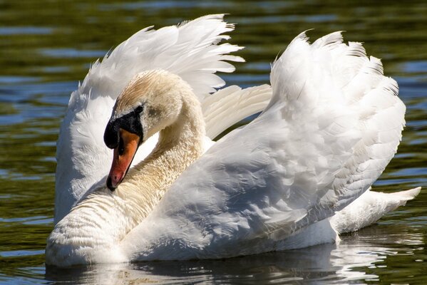 A beautiful swan bird with white wings