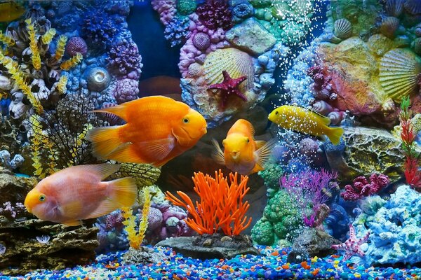 Habitat et contenu des poissons dans l aquarium