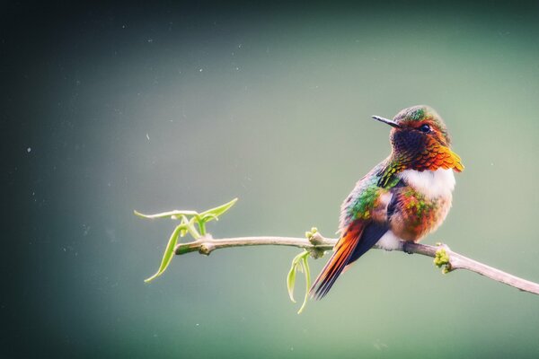 Oiseau lumineux sur une branche mince