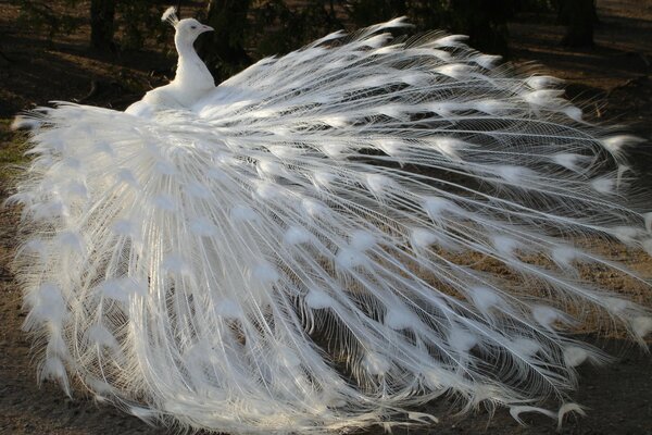 The albino peacock has spread his gorgeous tail