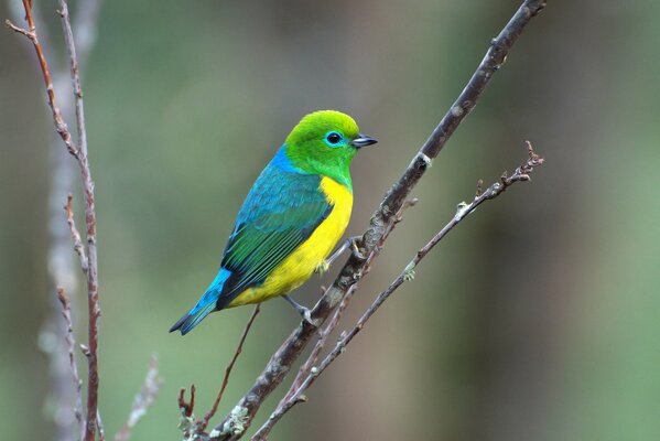 Birds joy and music of the forest