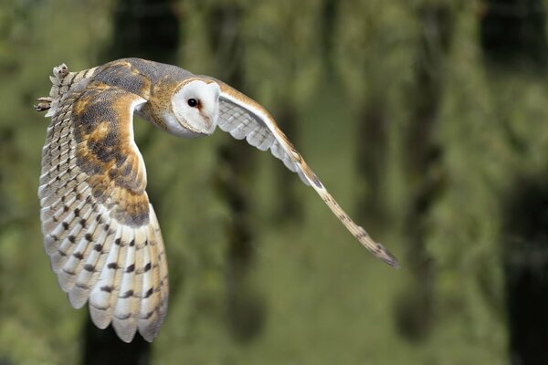 The barn owl bird flies in the sky