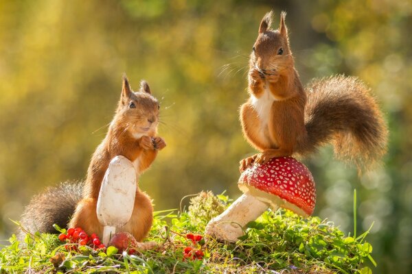 Cute squirrels having lunch in a clearing