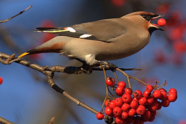 Un oiseau tient un sorbier rouge dans son bec