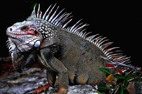 Le lézard iguane assis sur la pierre a des couleurs différentes