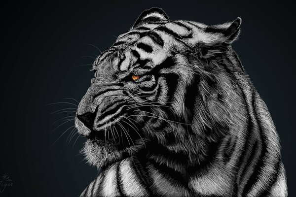 White tiger on a black background
