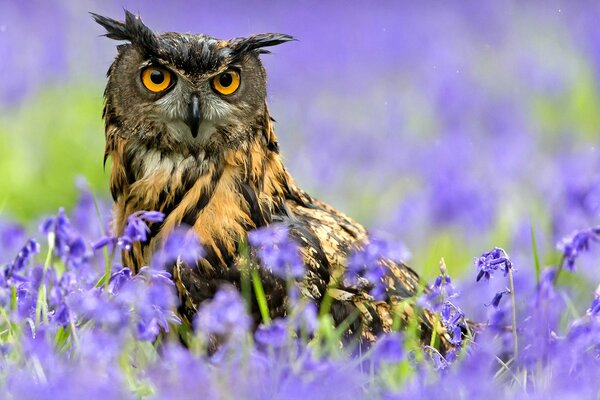 Owl hides in the rain in wildflowers