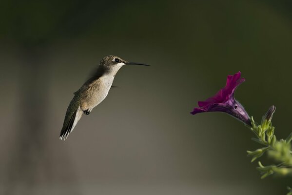 Hummingbird bird and petunia flower