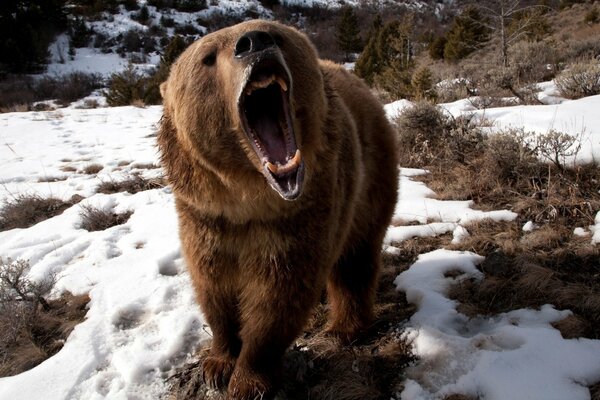 Ruggito di orso affamato rosicchiato