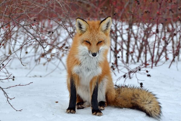 A fox in the snow in a winter fur coat