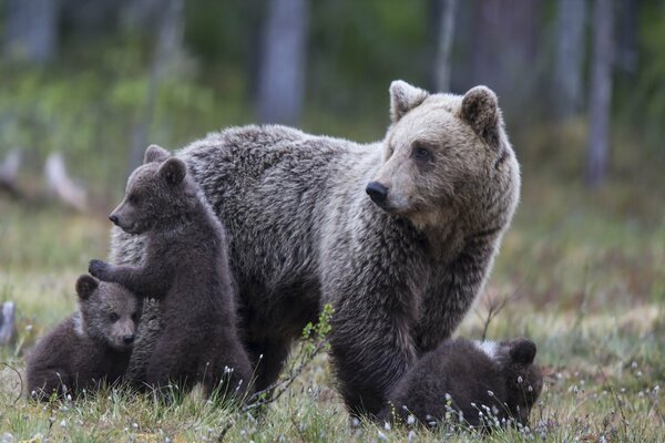 Nature. Bears in the autumn forest