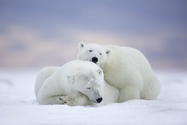Grey bears in the Arctic National Wildlife Refuge