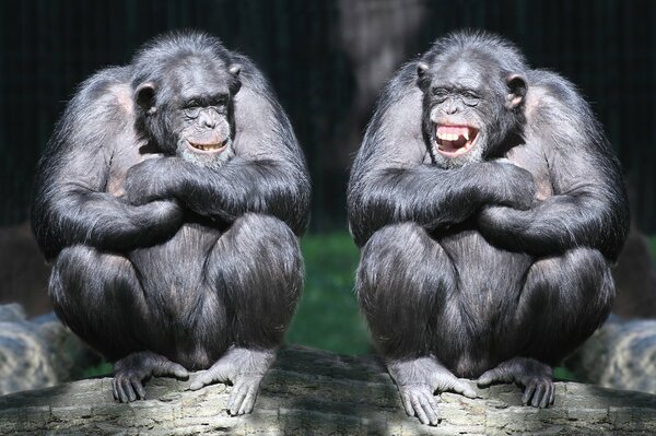 Pareja de chimpancés riendo en un tronco