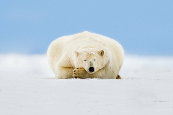 Polar bear in the snow under the sky