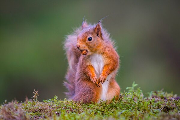 A red squirrel grabbed a nut