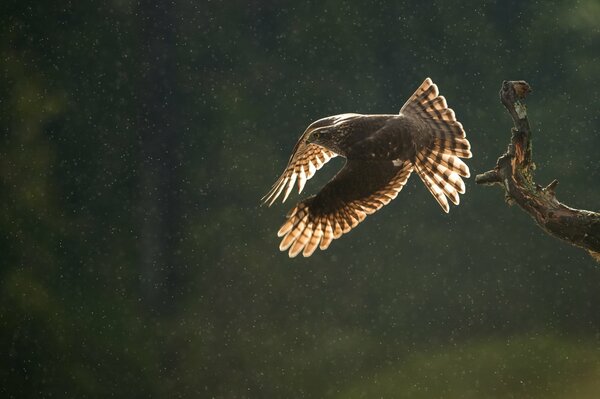 A predatory sparrowhawk is looking for prey