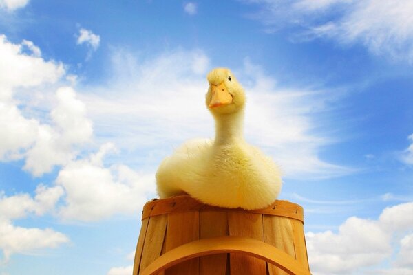 Petit canard dans un seau sur fond de ciel