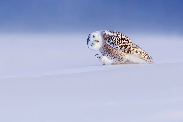 Búho polar bailando en la nieve