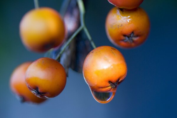 Berries with a drop, taken in macro photography