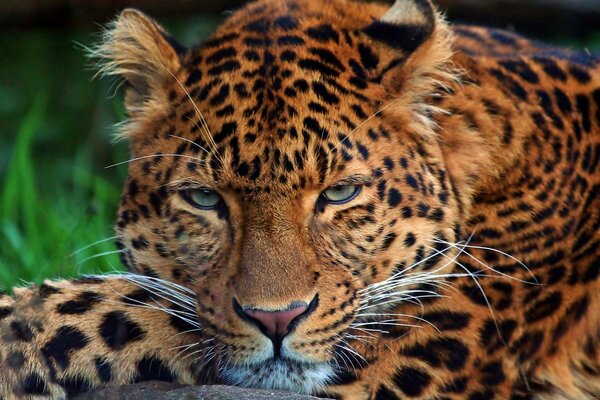 A calm leopard lies in the grass