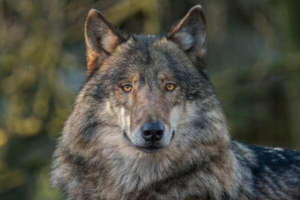 La mirada depredadora del lobo salvaje