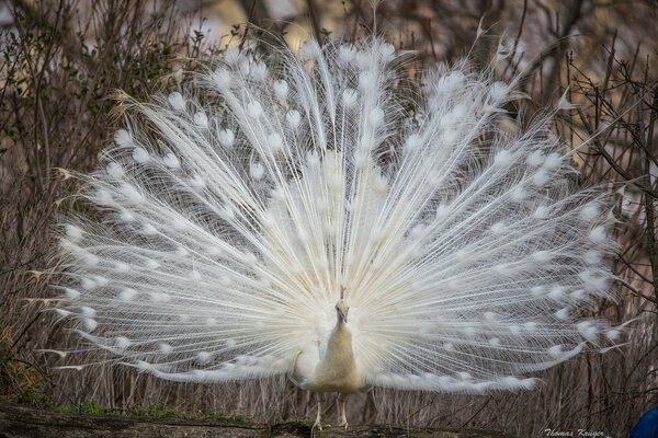 Peacock shows off his gorgeous snow-white tail