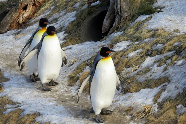 A family of penguins takes a walk after lunch