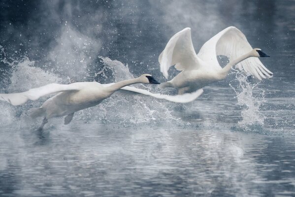 Dos cisnes se elevan sobre la superficie del agua