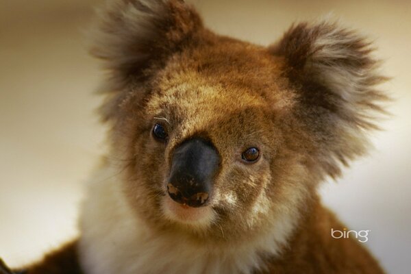 Koala australiano con orecchie pelose