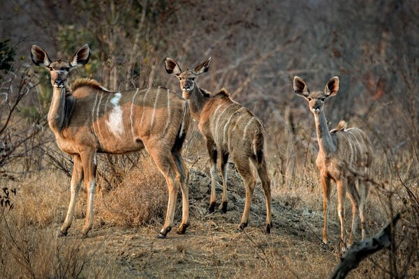 Valores familiares en la naturaleza