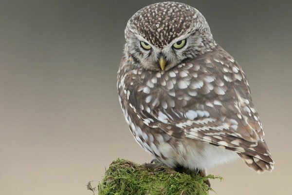 Natur durch die Augen der nördlichen Vögel