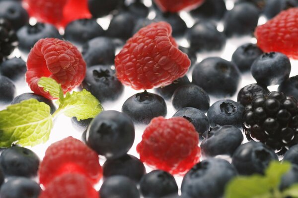 Gros plan de prise de vue de baies: bleuets, mûres et framboises