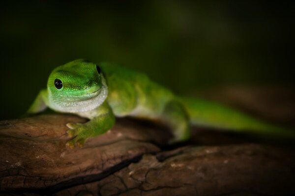 Gecko de Madagascar de jour sur l arbre