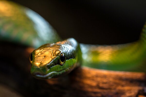 Serpiente verde en la luz cálida de la lámpara