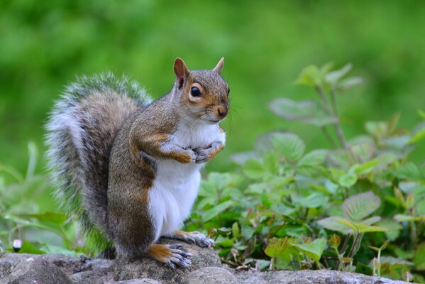 Squirrel on the background of green grass