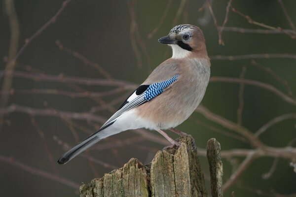 A jay on a stump looks somewhere