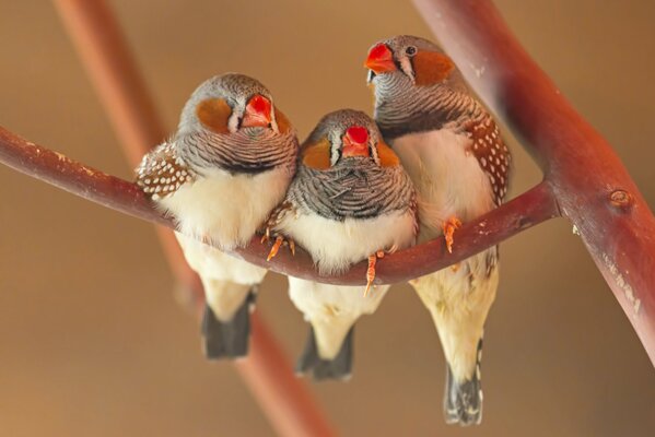 Three birds on a small branch